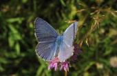 Feiten over de westerse Pygmy blauwe vlinder