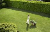 New England Lawn Care Tips