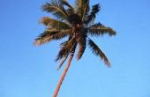 Hoe te knippen neer een palmboom zonder een kettingzaag