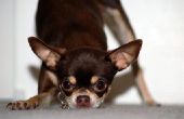 Hoe vindt u een mannelijke Chihuahua aan RAS met uw vrouw