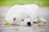 Bijwerkingen van azathioprine bij honden
