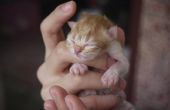 Initiatieven om te zorgen voor een Week oude Kitten