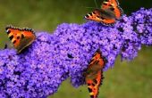 Is de vlinder Plant giftig voor dieren of mensen?
