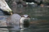 How to Get Otters uit een vijver