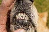 Waarom honden hun tanden slijpen?