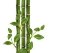 Wat is de betekenis van Lucky Bamboo stengels?