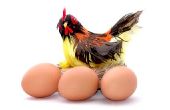 How to Increase eiproductie voor achtertuin kippen