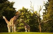 De Giraffe's aanpassing in de graslanden