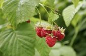 De voordelen van de thee van de Red Raspberry Leaf