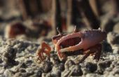 Hoe onderscheid maken tussen mannelijke & vrouwelijke krabben