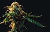 Wat planten zijn nauwe verwanten van marihuana?