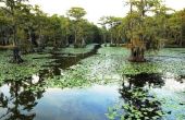 Planten en dieren in de Wetlands van Louisiana