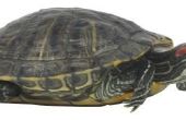 Hoe groot huisdier schildpadden worden?