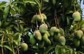 Sprays voor mangobomen