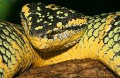 Giftige dieren in het Amazone-regenwoud