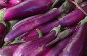 Hoe te eten van aubergine zaden
