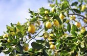 Hoe de zorg voor citroenbomen in de Winter