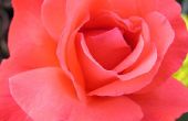 Een lijst van de meest geurende rozen