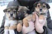 How to Take Care van pasgeboren Duitse Herder pups