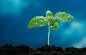 Moeten de zaden ontkiemen & groeien licht?