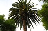 Hoe om te voorkomen dat een Palm groeit hoog