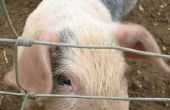 Hoe een varken castreren
