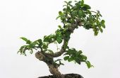 Hoe aan Bonsai een Jade Plant