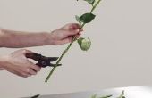 Hoe u verse bloemen koppelt aan een Frame
