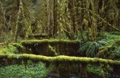 Lijst van tropische regenwoudplanten
