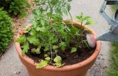 Hoe Plant een Salsa-tuin