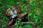 Schildpadden Native naar Tennessee