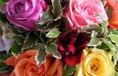 Kleuren van rozen & wat ze betekenen