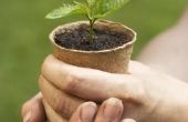 Hoe verschillende maten van de potten invloed zijn op plantengroei