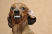 Hoe te stoppen met een hond van het tonen van zijn tanden