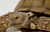 Hoe om te fokken van Afrikaanse Sulcata schildpadden