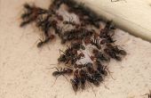 How to Get Rid van geurige huis mieren
