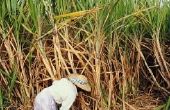 How to Grow suikerriet uit zaad