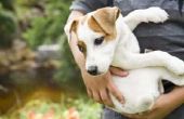 Natuurlijke manieren to Get Rid van Dog Urine Smell
