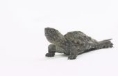Kan een gemeenschappelijke magnetisch schildpad leven met schuifregelaars rood-Eared?