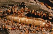 Hoe te doden termieten in uw huis