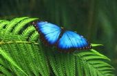 Wat zijn de aanpassingen voor overleving van de Blauwe Morpho vlinder?