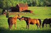 Wat zijn de oorzaken van leverproblemen bij paarden?