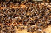 Hoe te splitsen een Honey Bee Hive