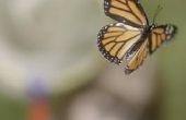 Monarch vlinder & passie Vine