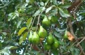 How to Grow Avocado bomen in Florida
