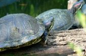Hoe te identificeren van Oklahoma Water schildpadden