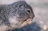 Wat Is het verschil tussen Chipmunks & eekhoorns?