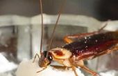 How to Make Roach Killer plakken van boorzuur poeder