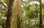 Plant typen in een tropisch regenwoud
