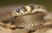Wat Is het belang van slangen in het ecosysteem?